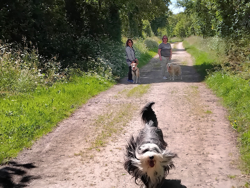 MEDIANIMA, chien qui n'écoute que lui-même...